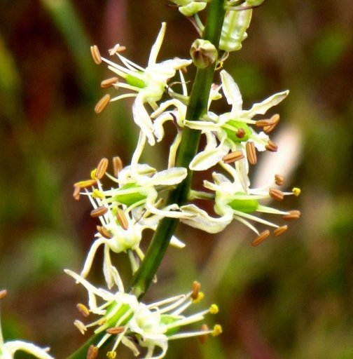 Serpentine Rush-Lily “Hastingsia serpentinicola”